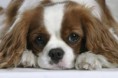 /album/fotogaleria/spaniel-jpg/