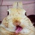 /album/fotogaleria/cute-bunnies-tongues-12-jpg/